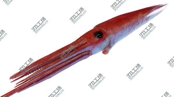images/goods_img/20210312/3D Giant Squid/5.jpg